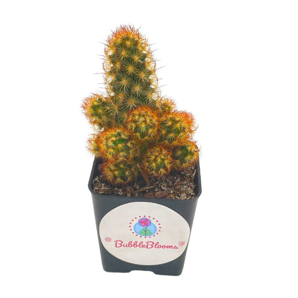 Florida House Plants Fire Golden Copper King Mammillaria Elongata
